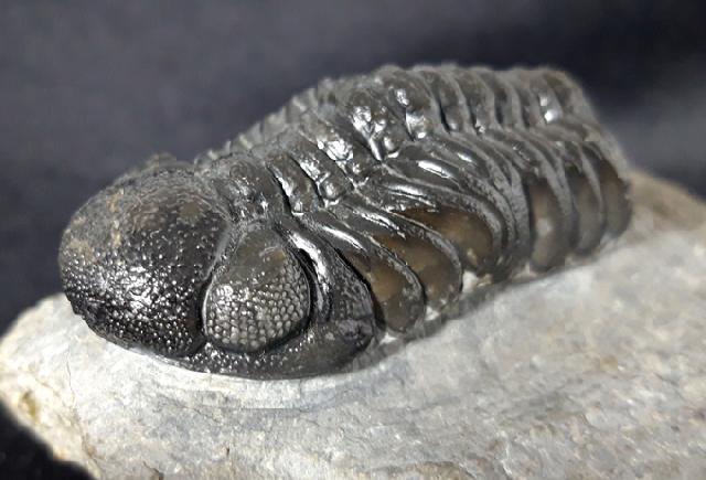 Barrandeops ovatus (McKELLAR & CHATTERTON 2009) - Bild &copy; FossNet FossilienStore